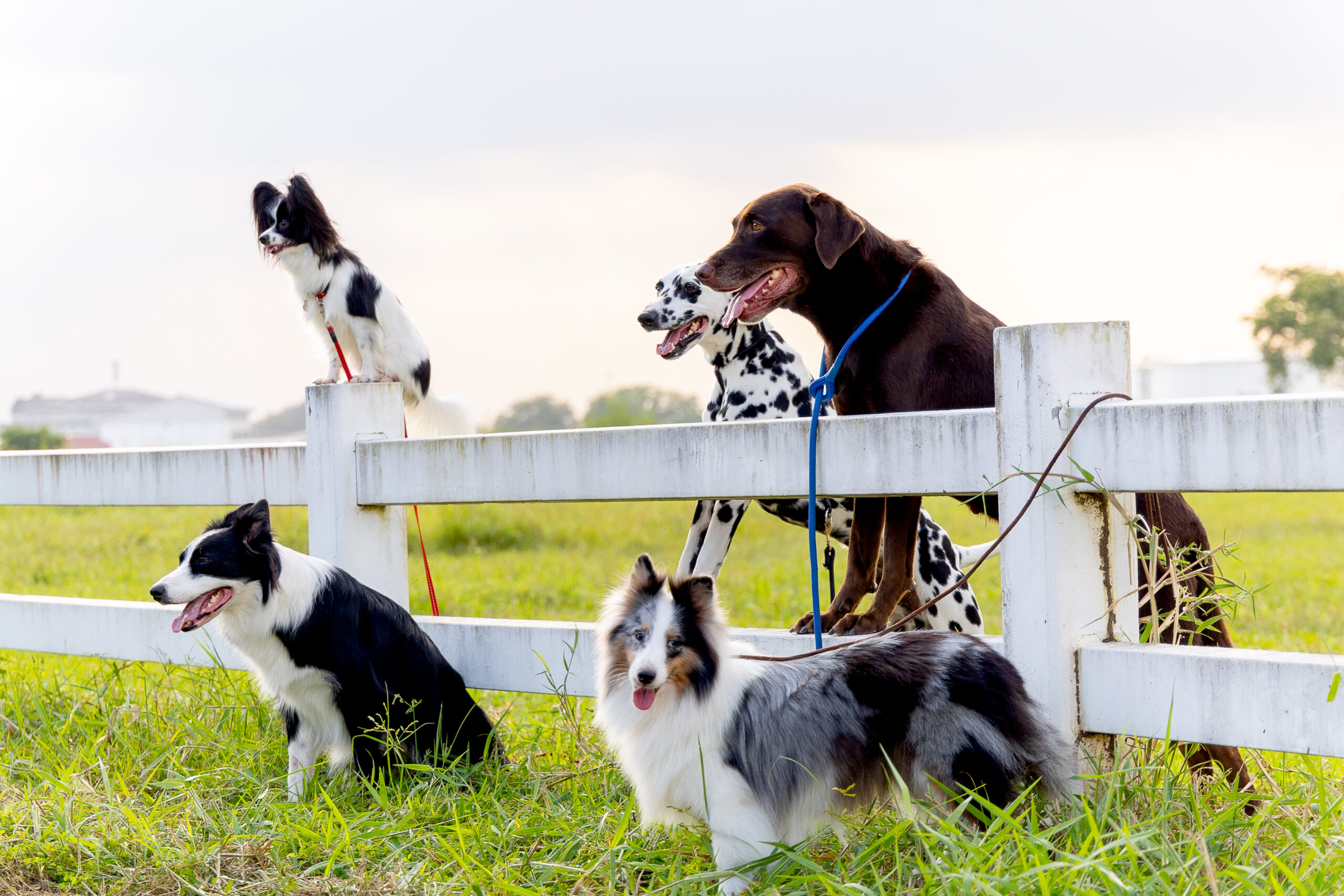 Perros en el campo. Subvenciones