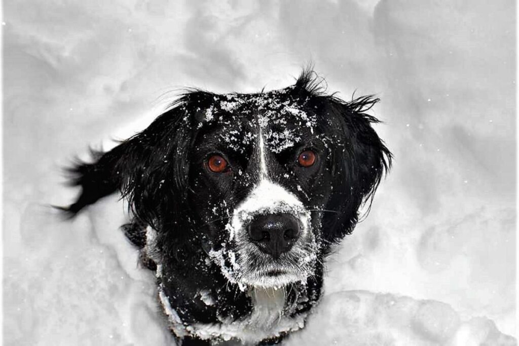 5 Consejos para cuidar a tu perro en invierno