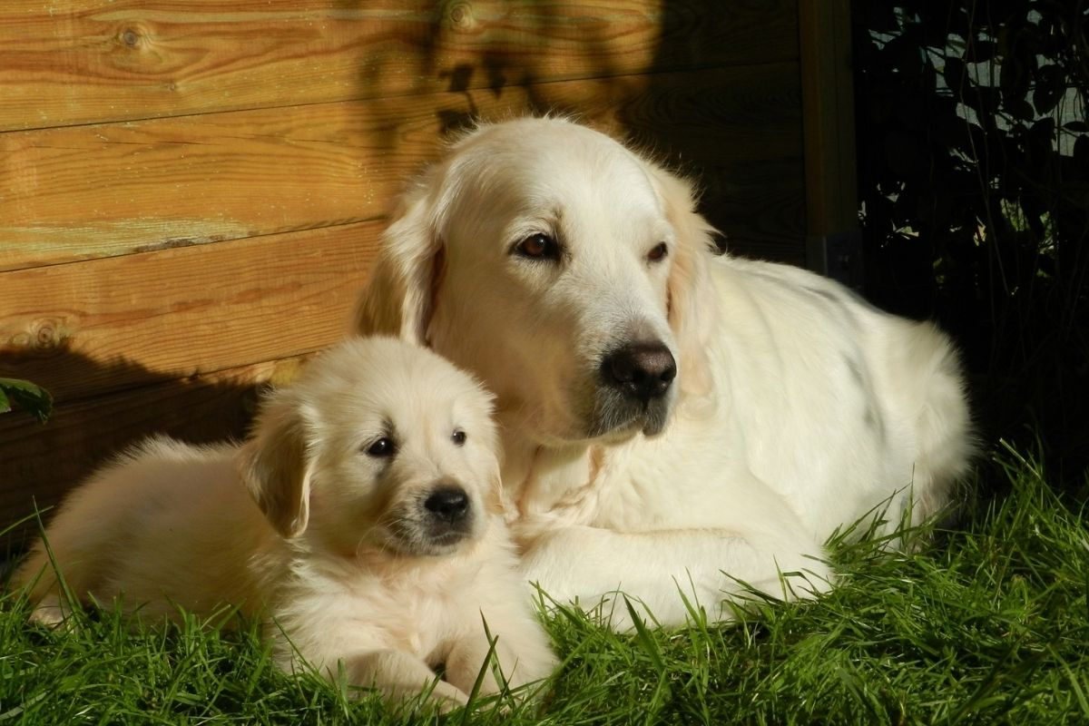 Los perros más inteligentes del mundo