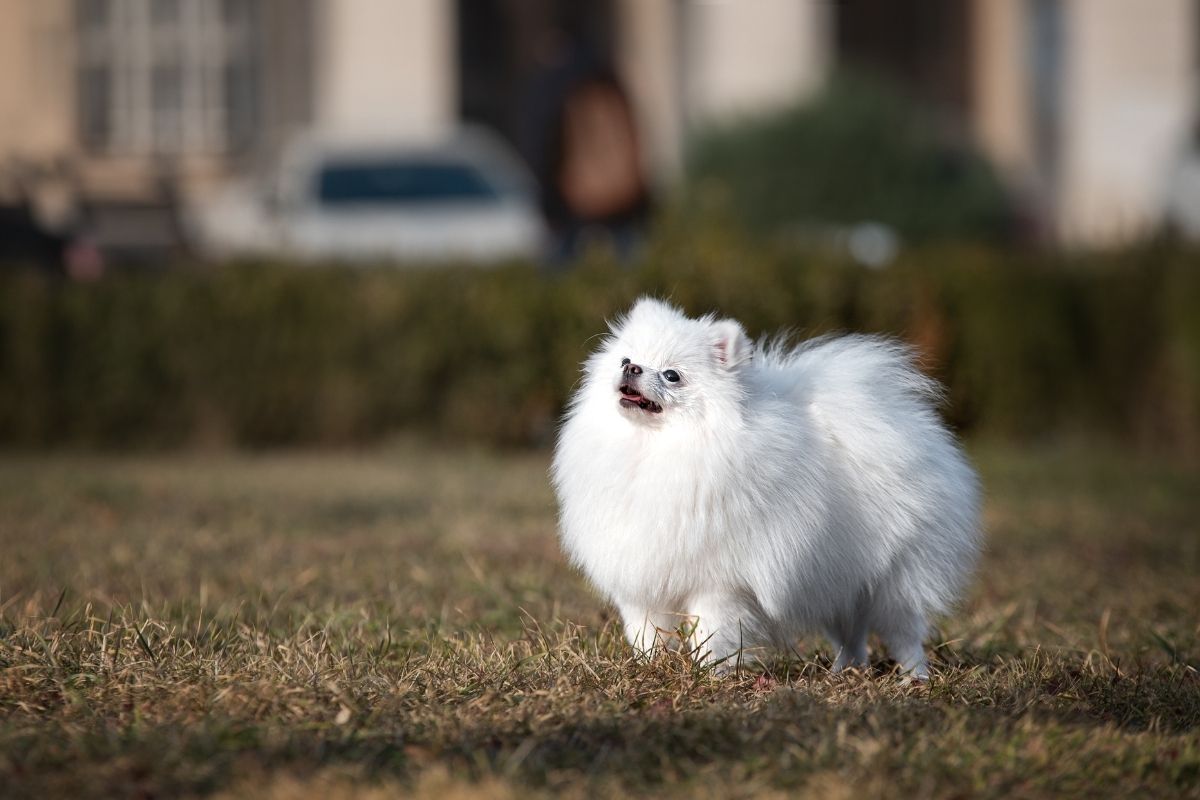 Los perros más inteligentes del mundo