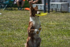 Los perros más inteligentes del mundo