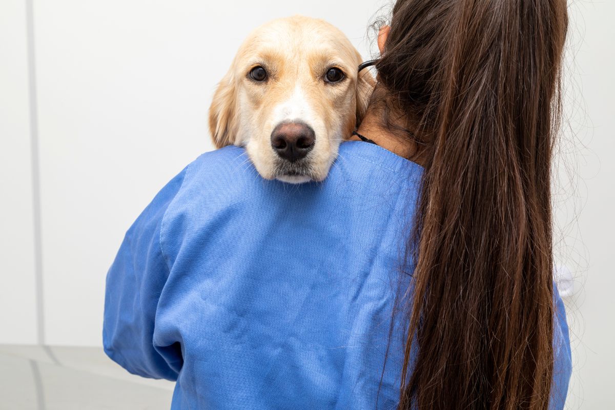 Nueva normativa para veterinarios