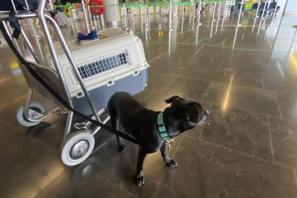 Viajar con tu mascota Mis Viajes