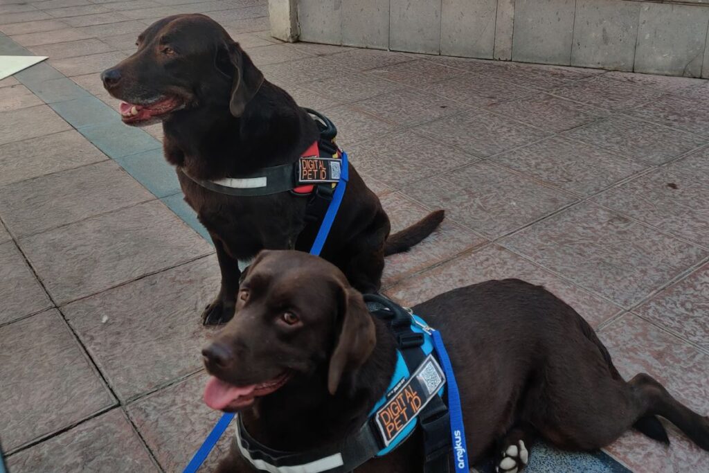 Portada Curso obligatorio para la tenencia de perros