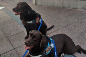 Portada Curso obligatorio para la tenencia de perros