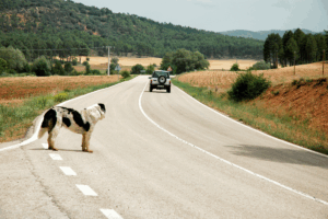 Vacaciones para ti, abandono para ellos