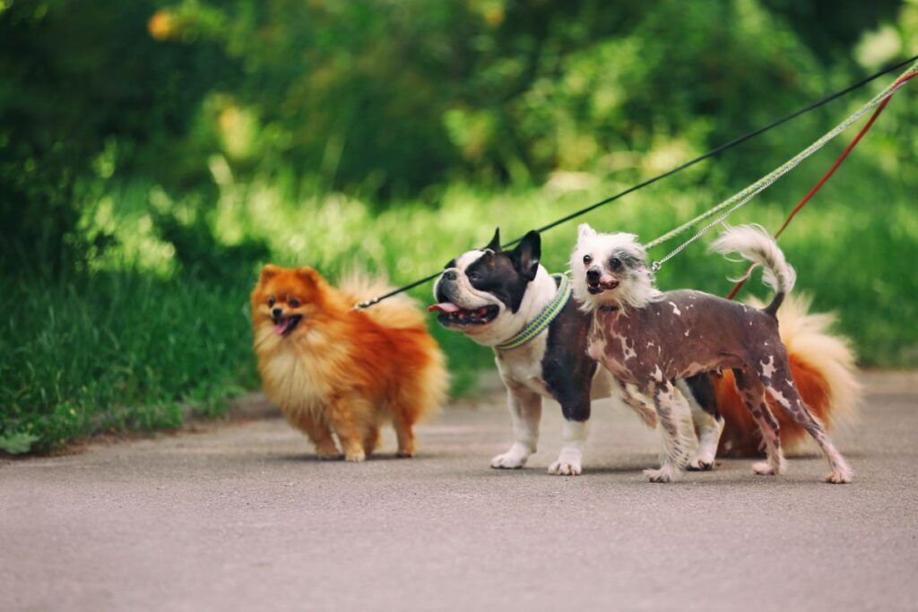 Impuesto por tener perro