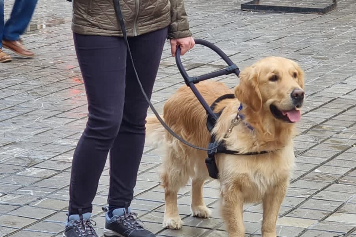 Perros de Asistencia