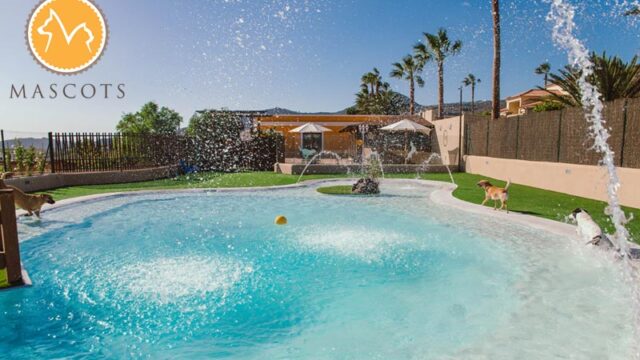04_gallery_mascots-pet-resort-good-morning-tenerife.jpg