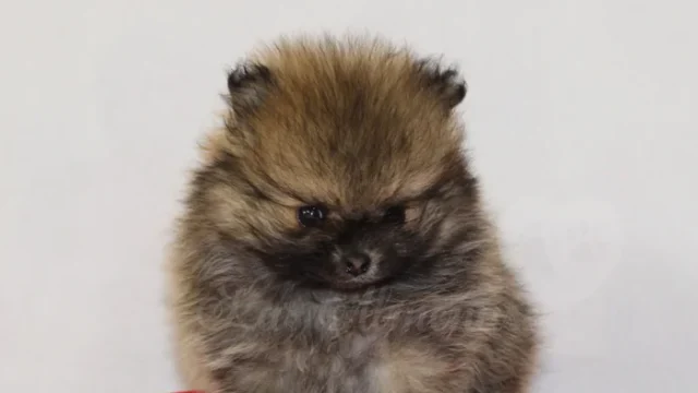 el_mejor_criadero_espana_pomerania.png.webp