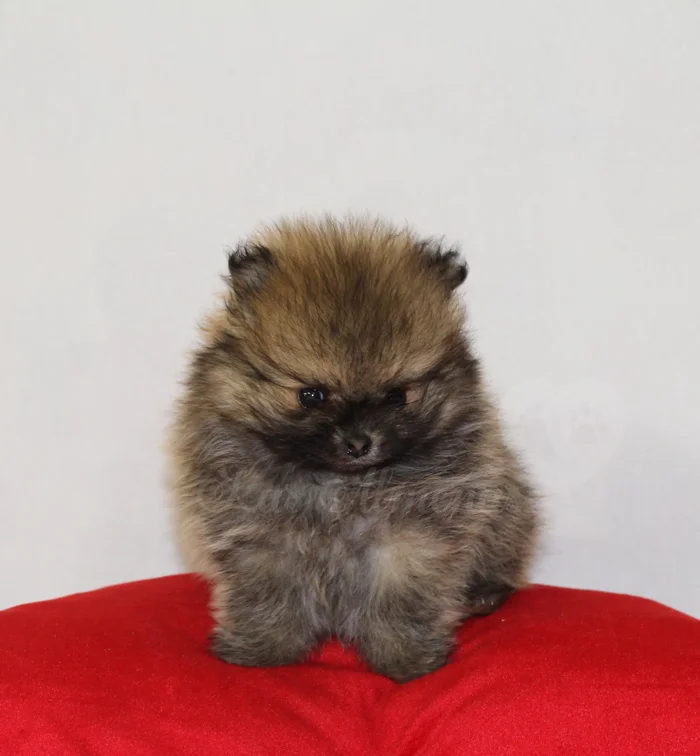 el_mejor_criadero_espana_pomerania.png.webp