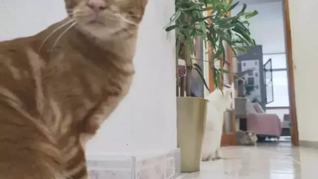 guarderia-miau.webp