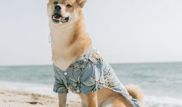 perro-en-la-playa-1-610×610-1.jpg