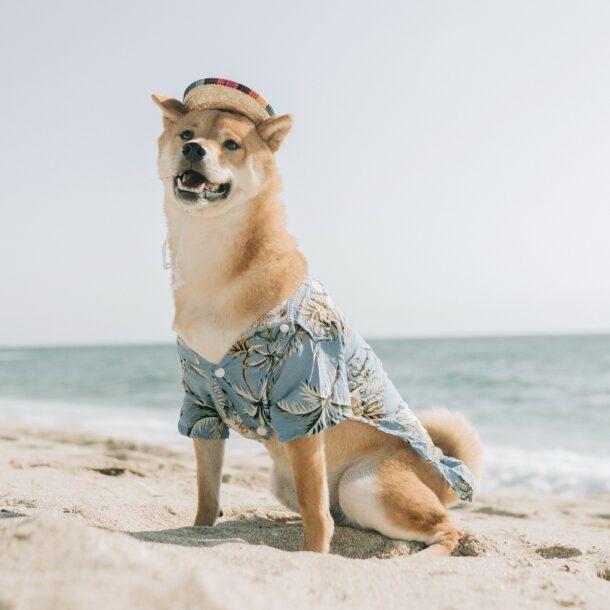perro-en-la-playa-1-610×610-1.jpg
