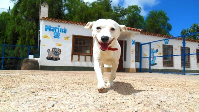 sobre-nosotros-marina-dog-tenerife-1.jpg.webp