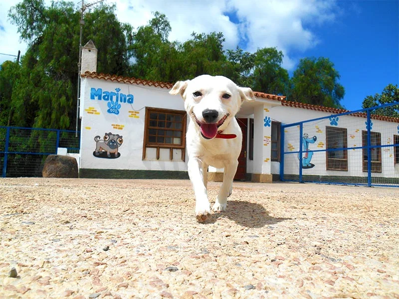 sobre-nosotros-marina-dog-tenerife-1.jpg.webp