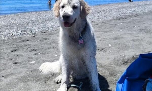viajaconperro-2-168.jpg