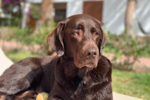 No nos van a callar: La lucha por los derechos de los perros 2
